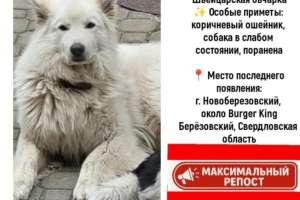 Объявление №51857 : СРОЧНО РАЗЫСКИВАЕТСЯ ПИТОМЕЦ