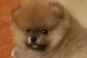 Объявление №52438 : щеночек шпица 