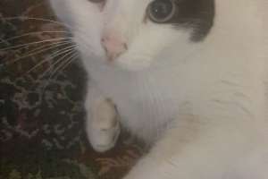 Объявление №53008 : Кошку отдам