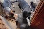IMG-20251016-WA0001