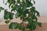 IMG_20260621_121331