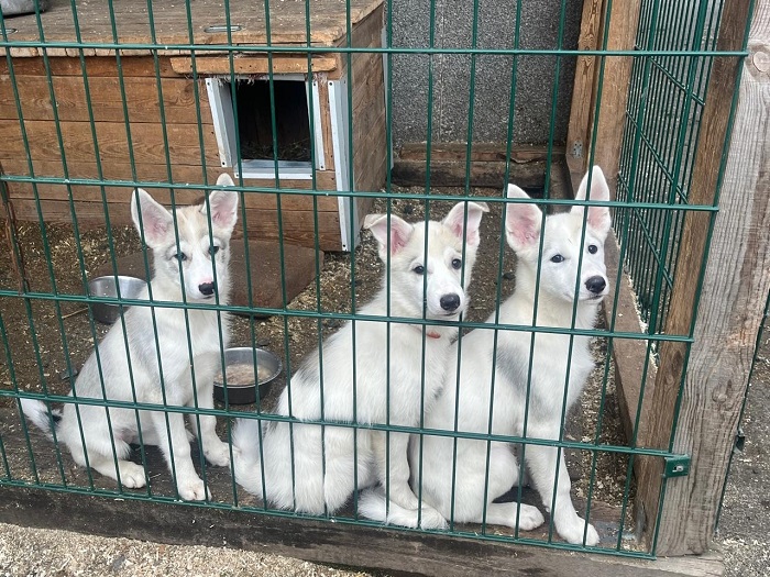 Первоуральск общ защ3